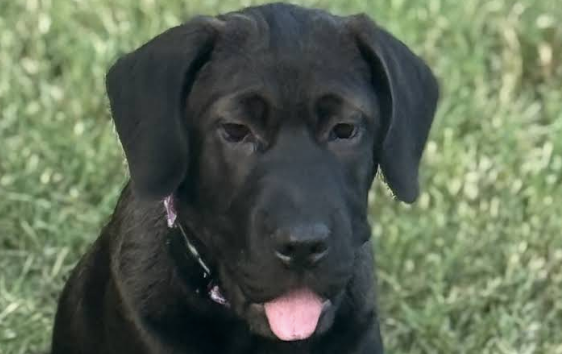 MOLLY