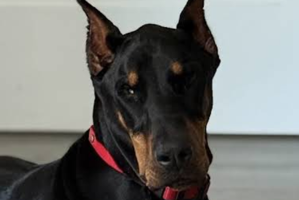 RINGO